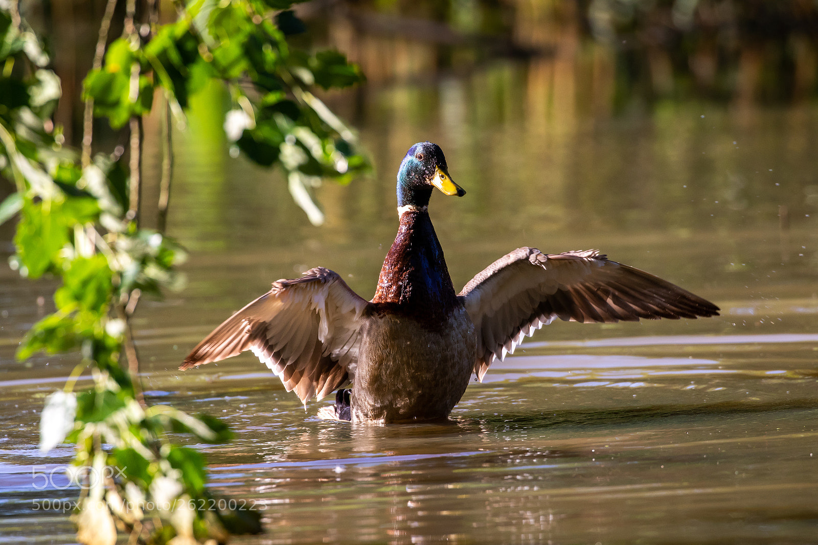 Canon EOS 7D Mark II sample photo. Untitled photography
