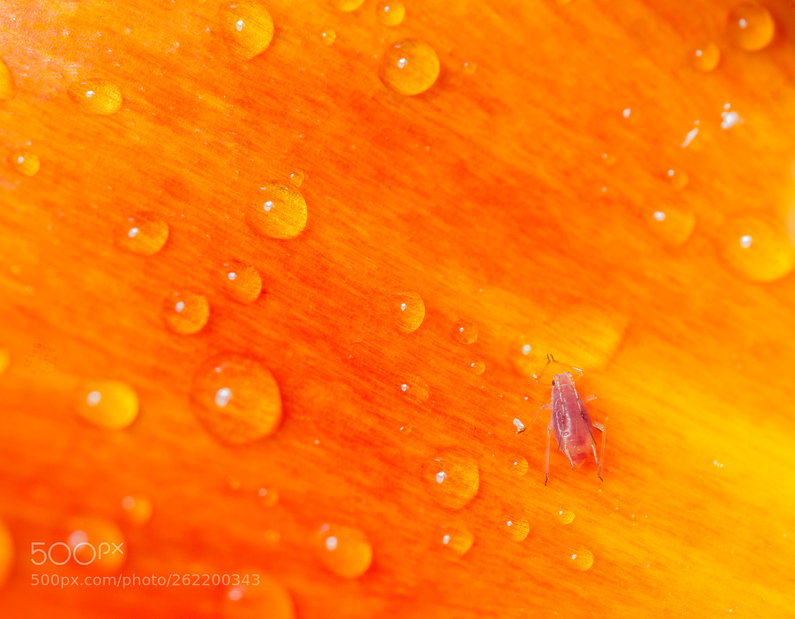 Canon EOS 7D sample photo. Colour clash photography