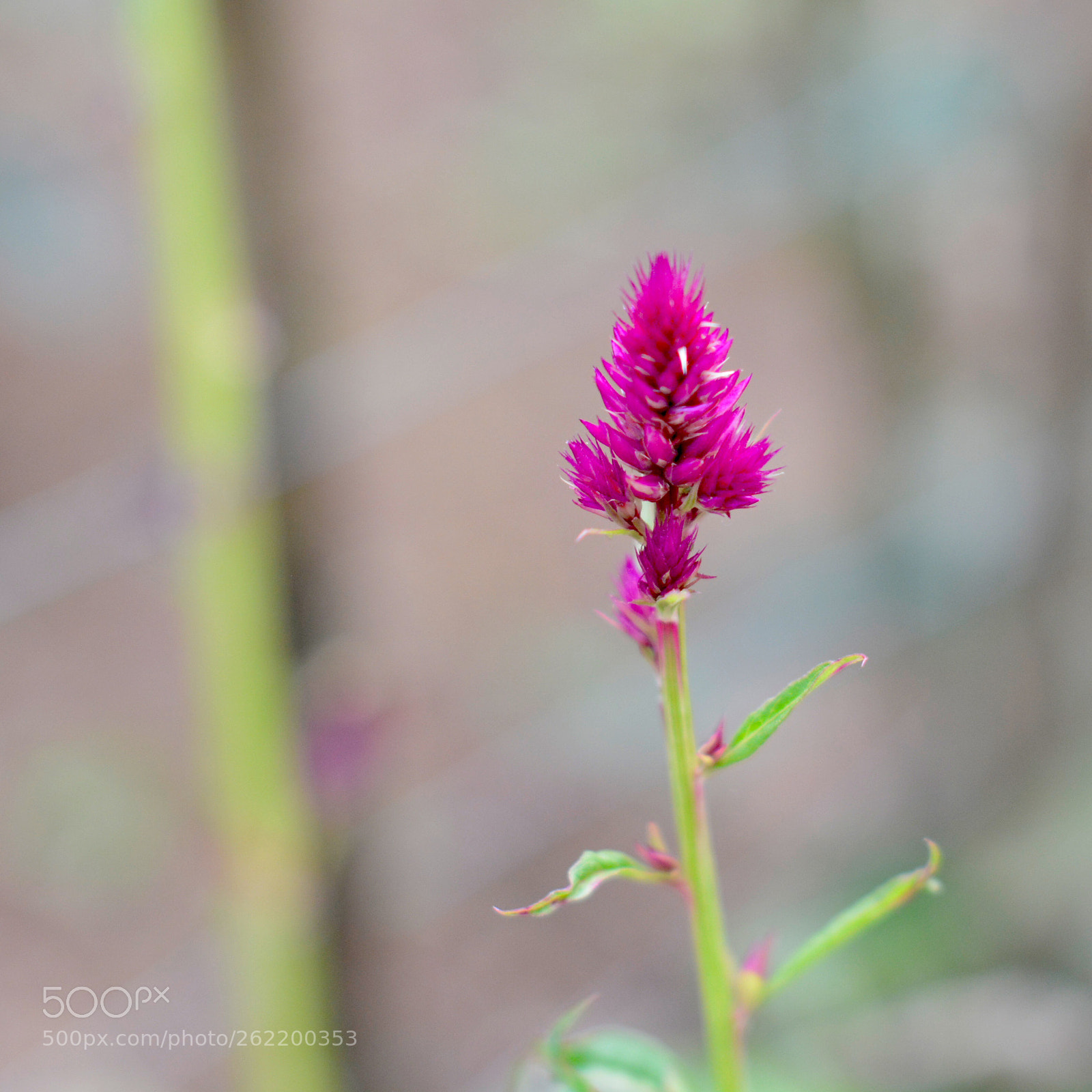 Nikon D7100 sample photo. Untitled photography