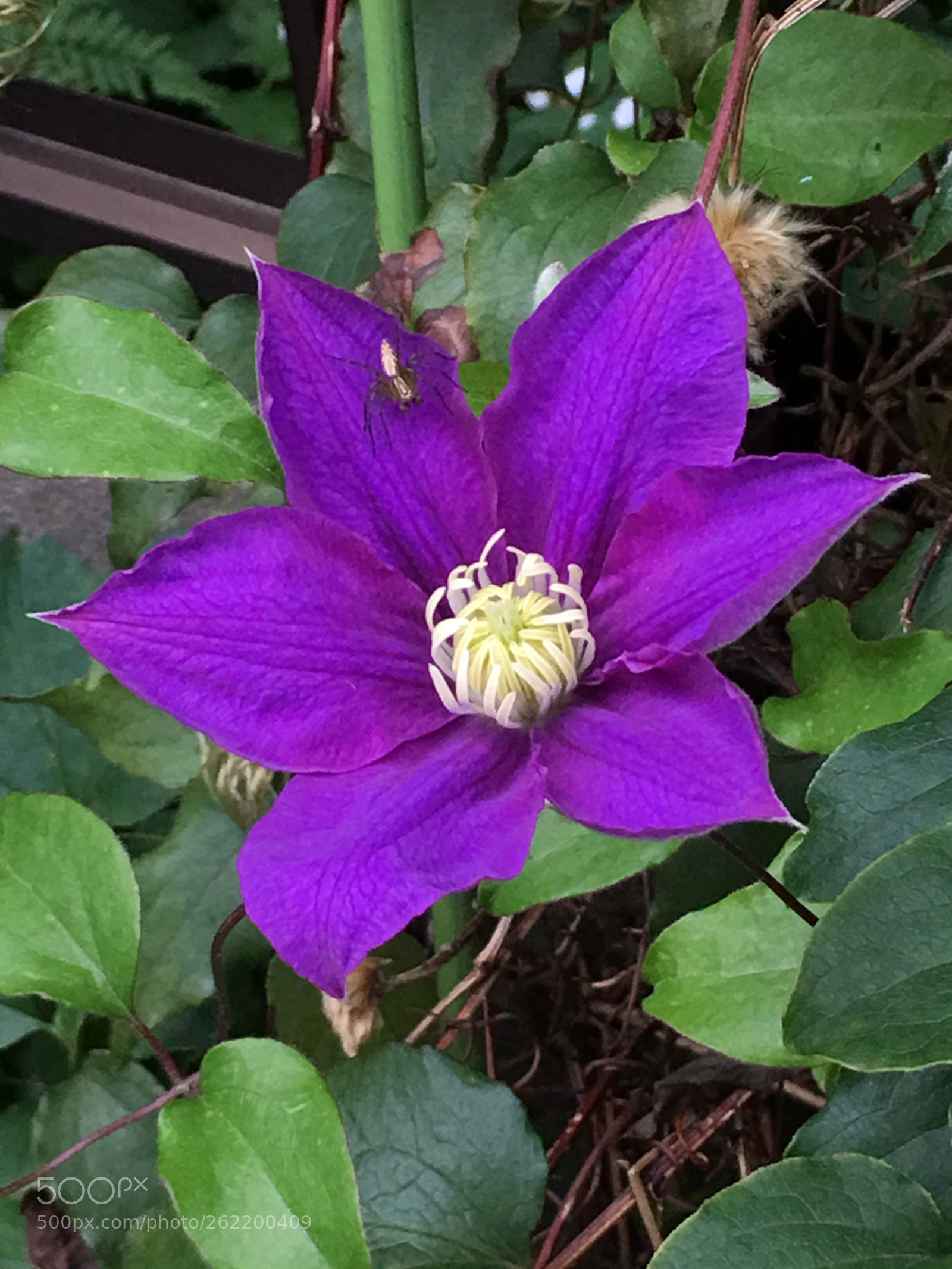 Apple iPhone 6s Plus sample photo. Summer2018 flowers photography