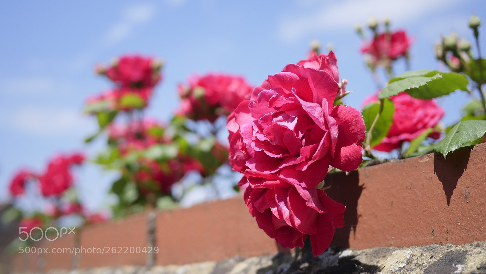 Panasonic Lumix DMC-GX8 sample photo. _1020644.jpg photography