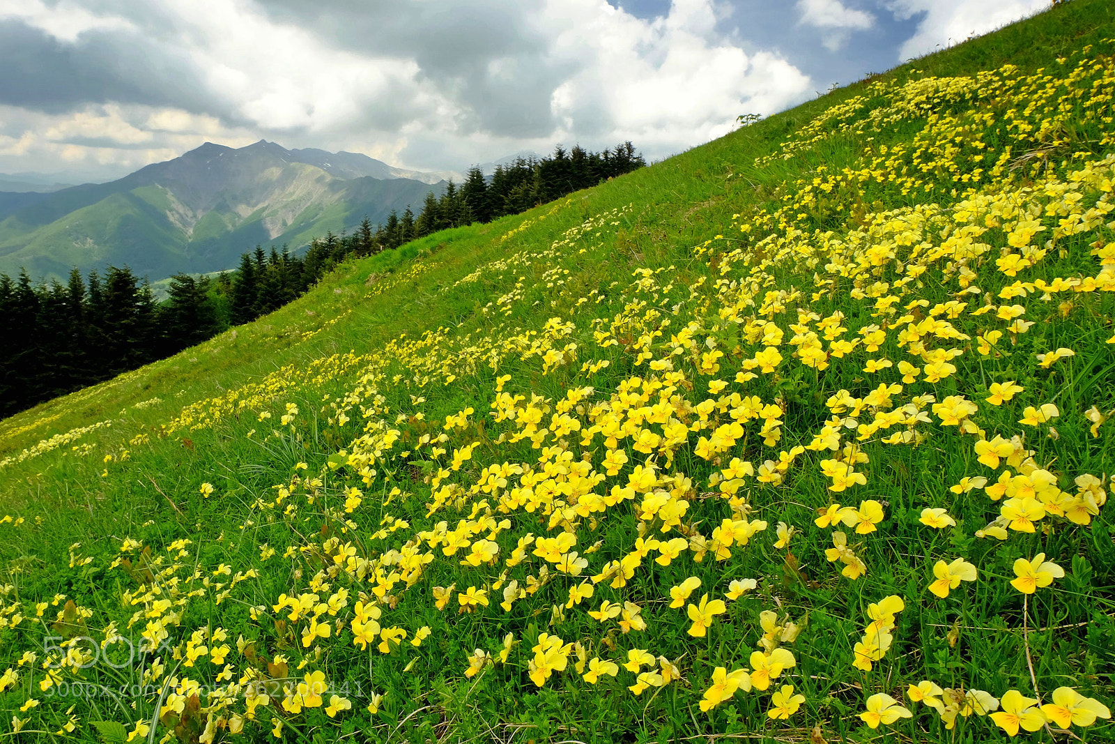Fujifilm X-M1 sample photo. Spring in the apennines photography