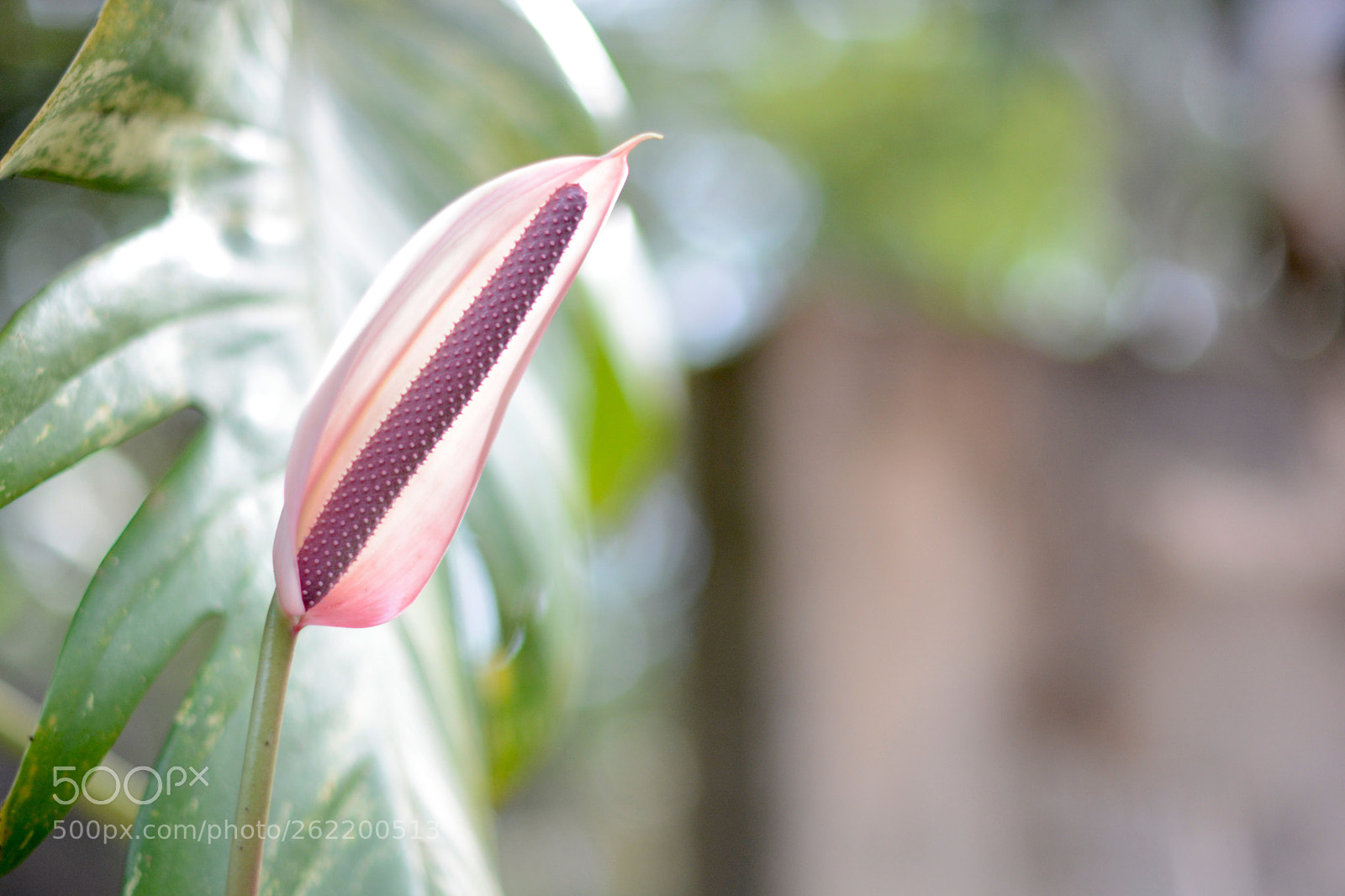 Nikon D7100 sample photo. Untitled photography