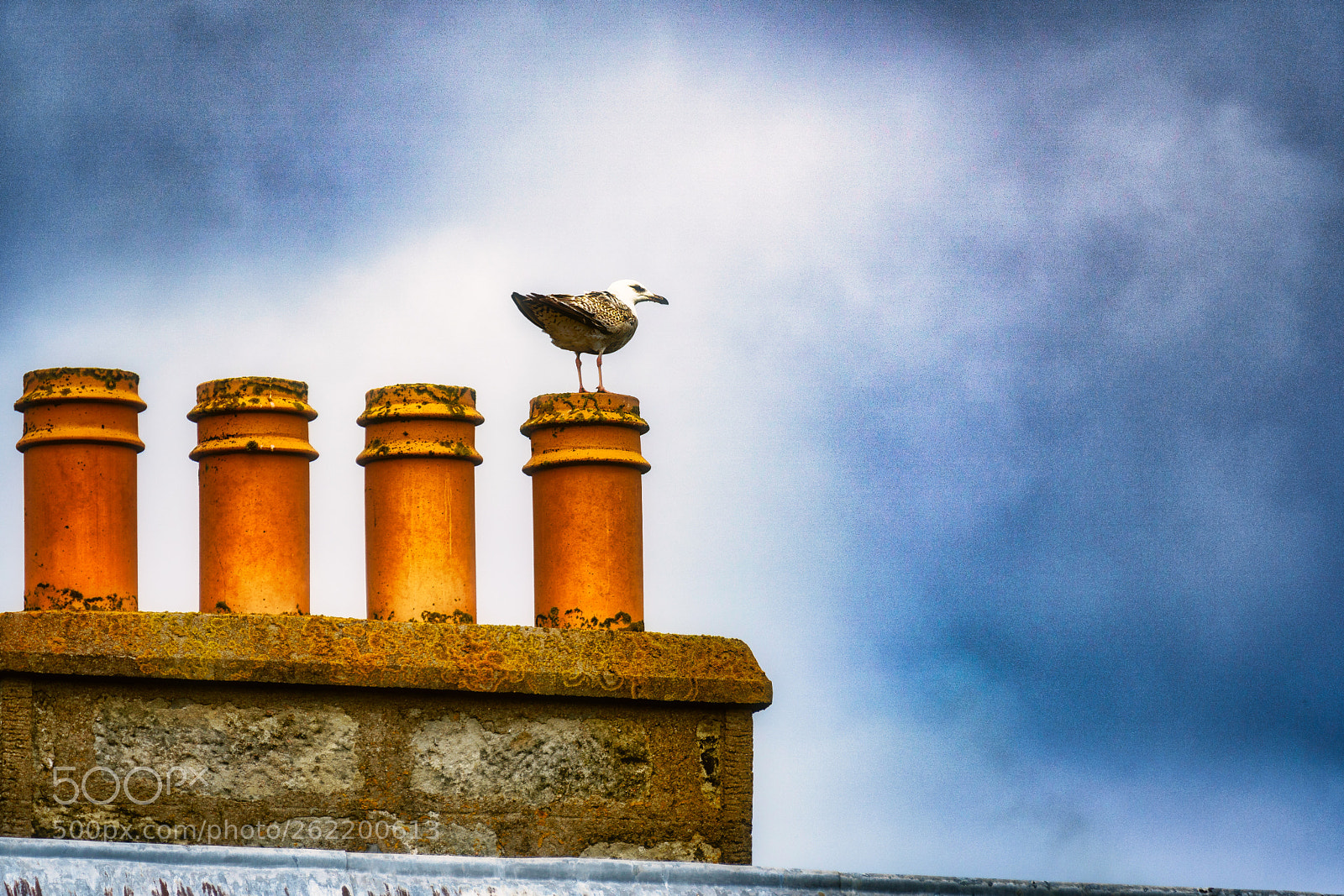 Sony a6300 sample photo. Seagull photography