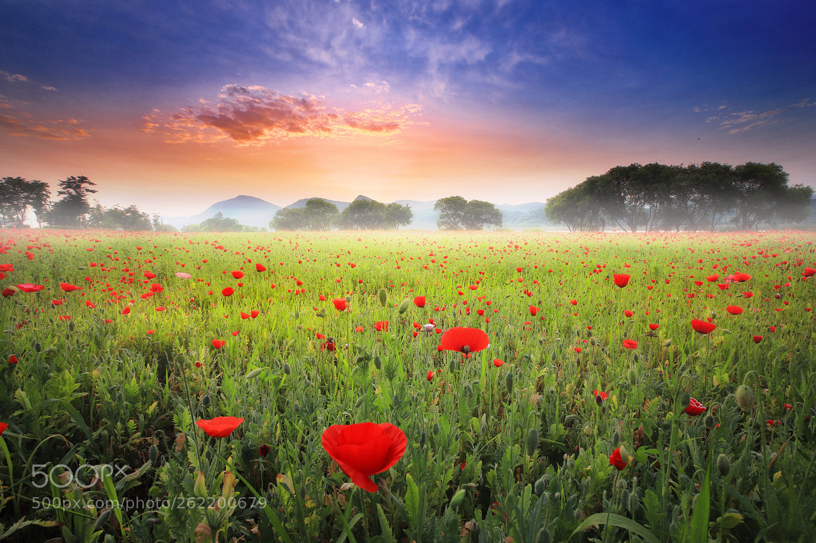 Canon EOS 6D Mark II sample photo. Poppy field.  photography