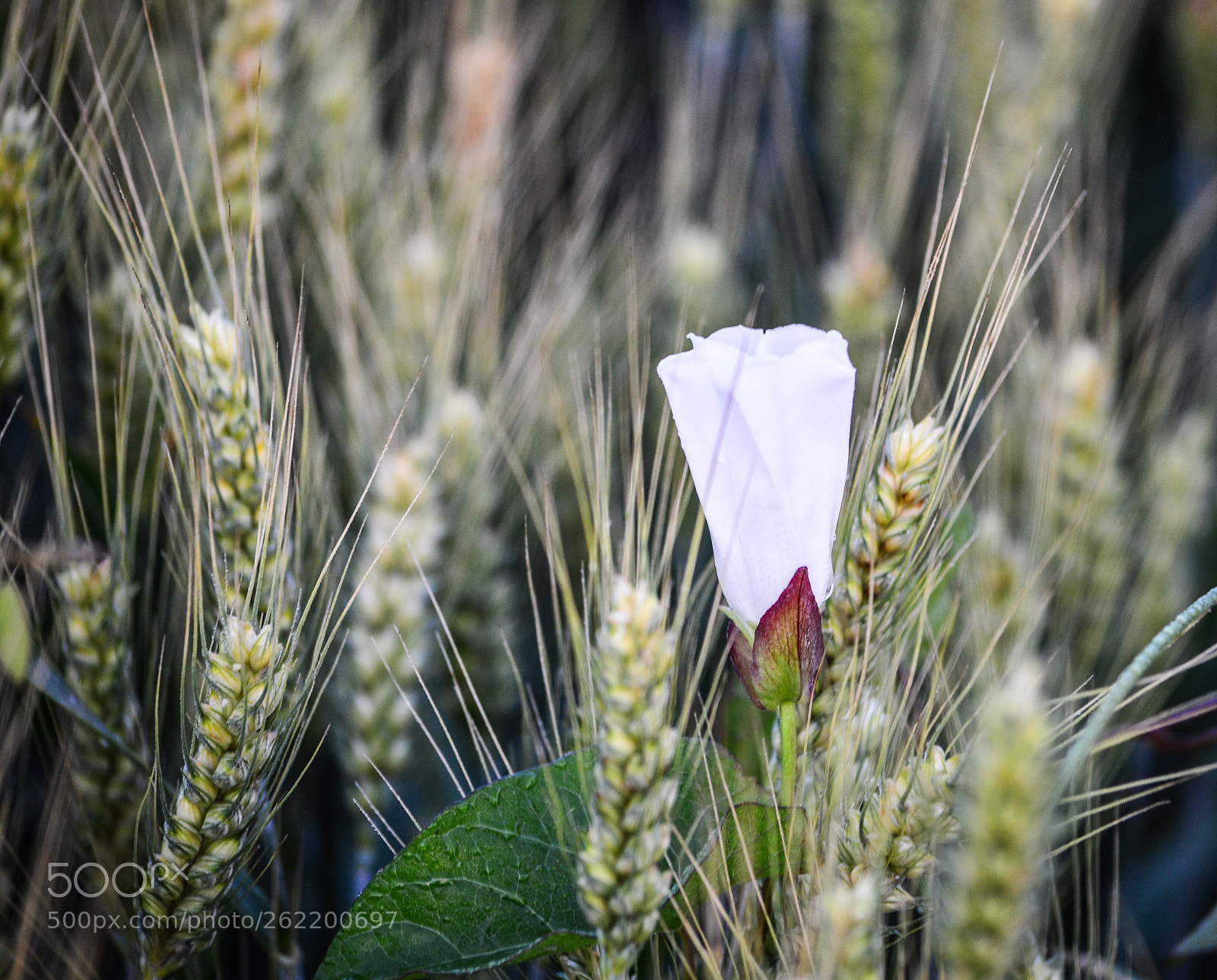 Nikon D3200 sample photo. Untitled photography