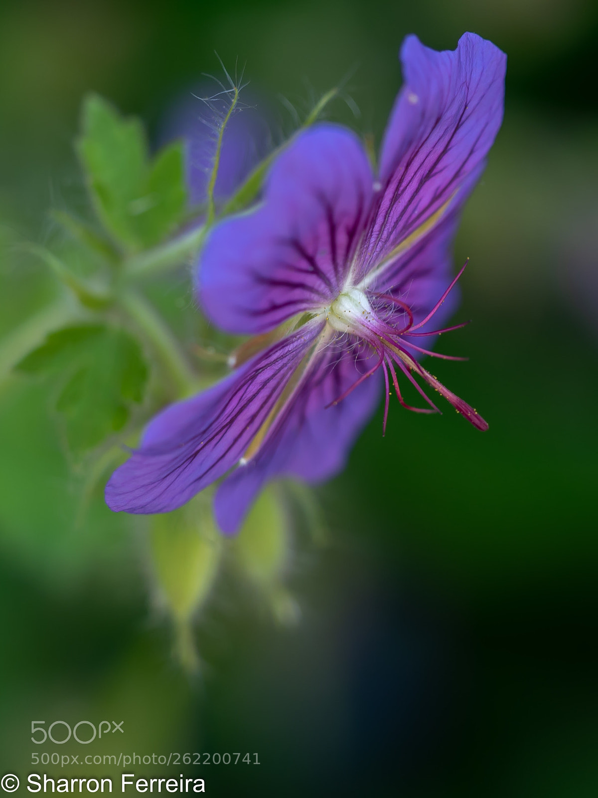 Olympus OM-D E-M5 II sample photo. Delicate photography