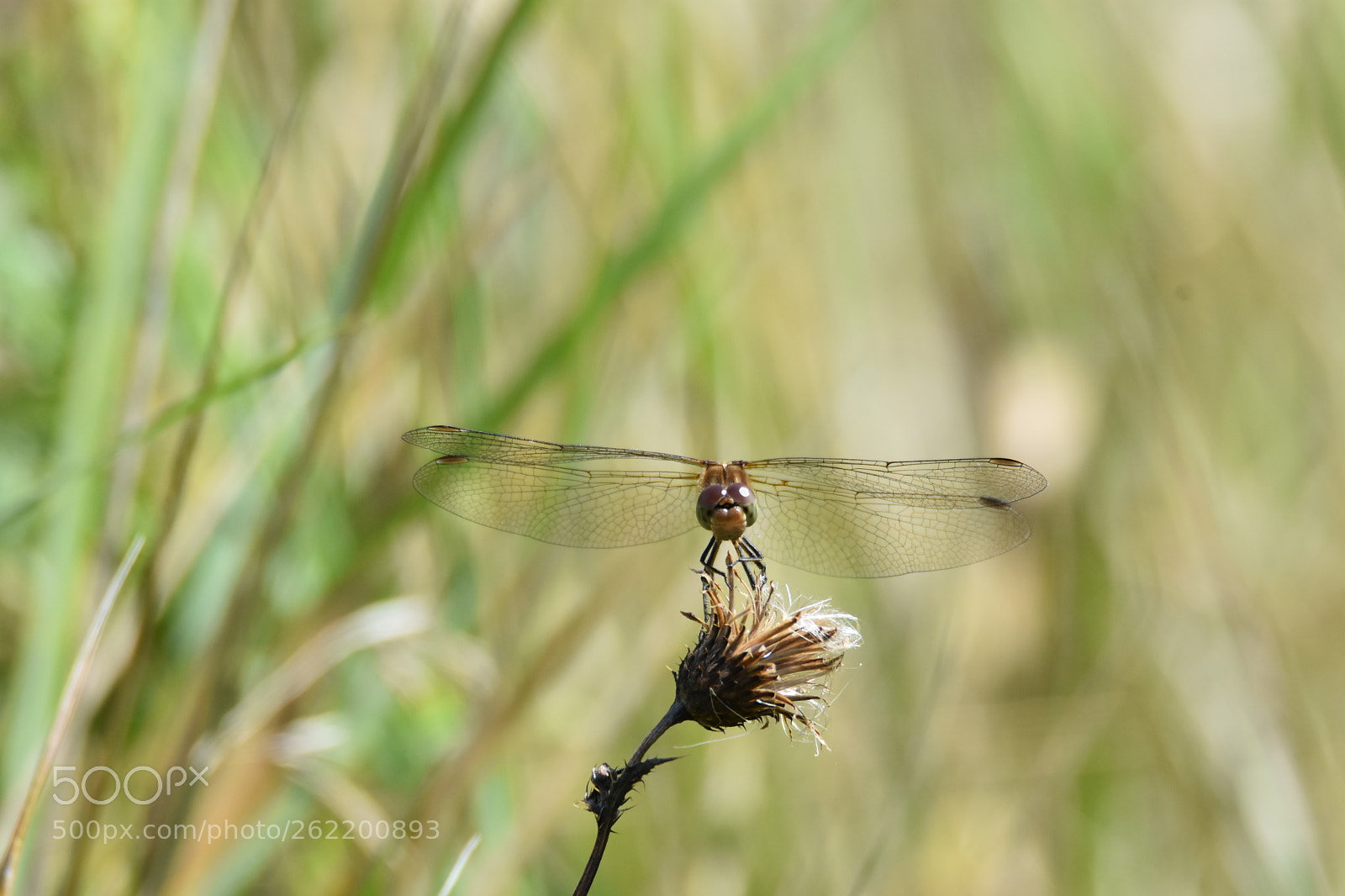 Tamron SP 150-600mm F5-6.3 Di VC USD sample photo. Sunbathing dragonfly photography