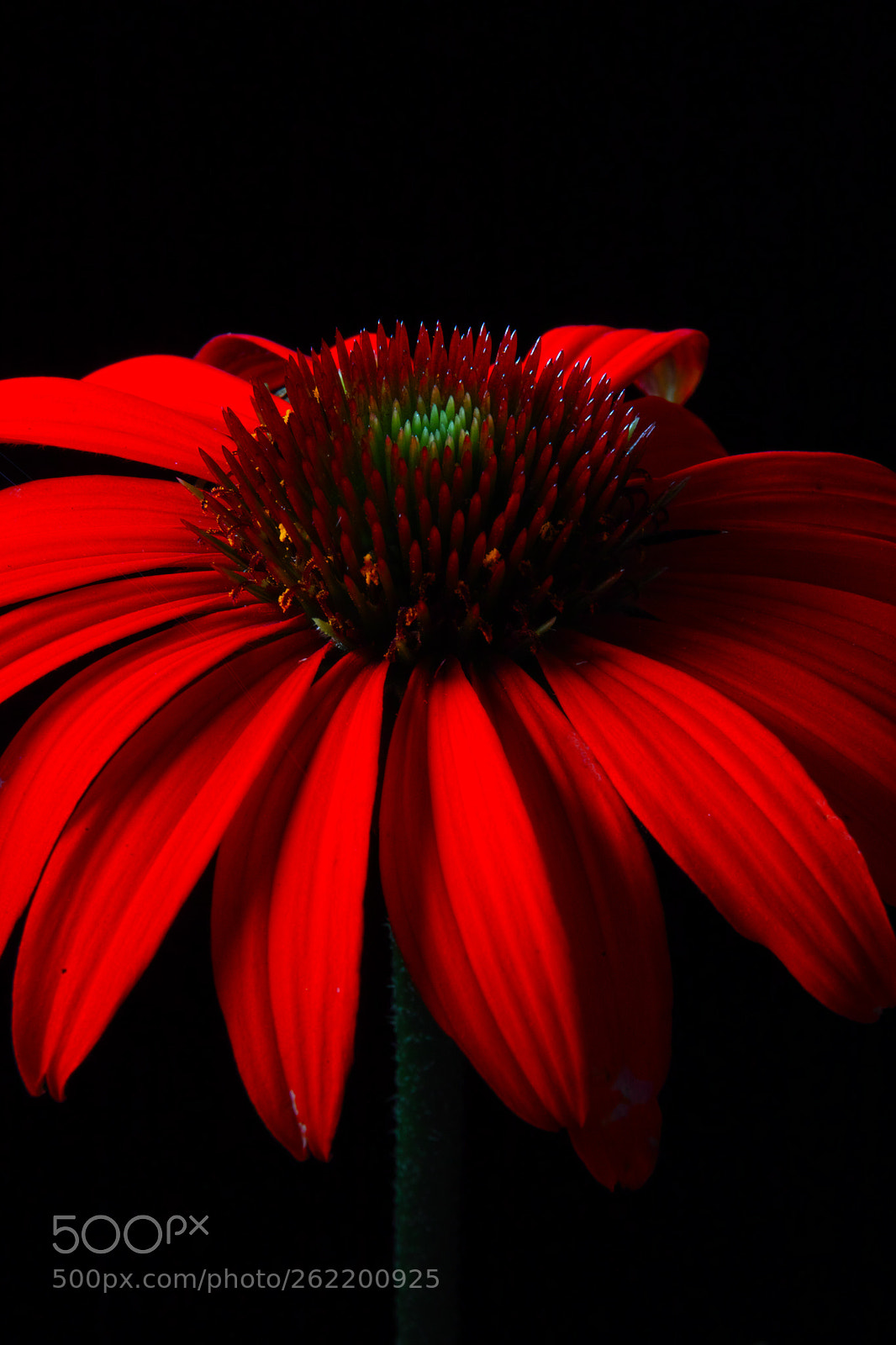 Sigma SD1 Merrill sample photo. 1982 photography