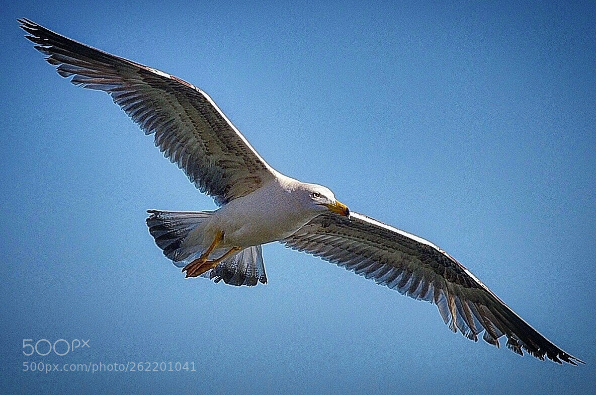 Nikon D750 sample photo. Seagull in flight  photography