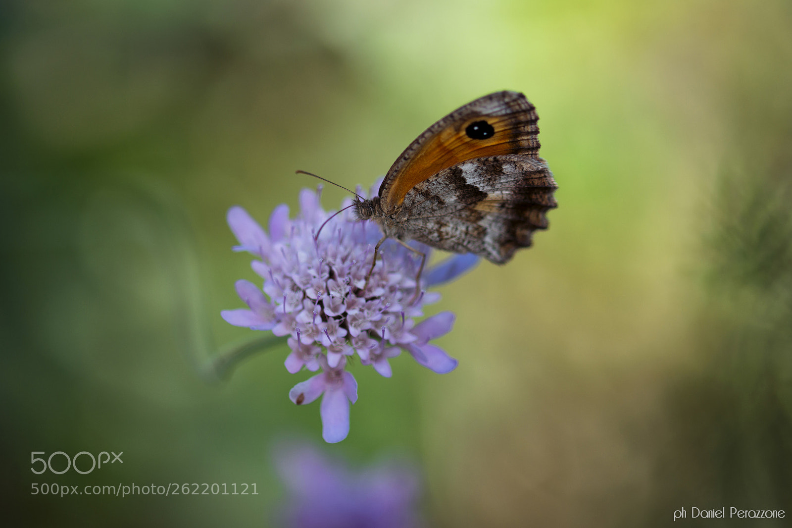 Nikon D7100 sample photo. The butterfly effect | 1 photography