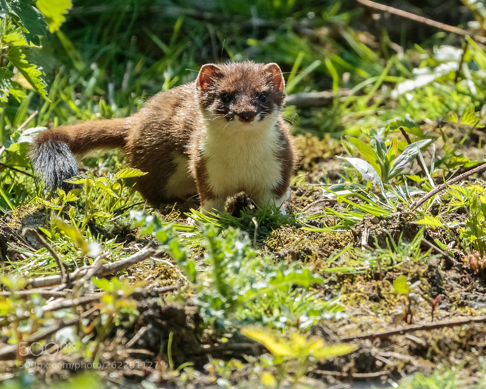 Canon EOS 7D Mark II sample photo. Stoat photography