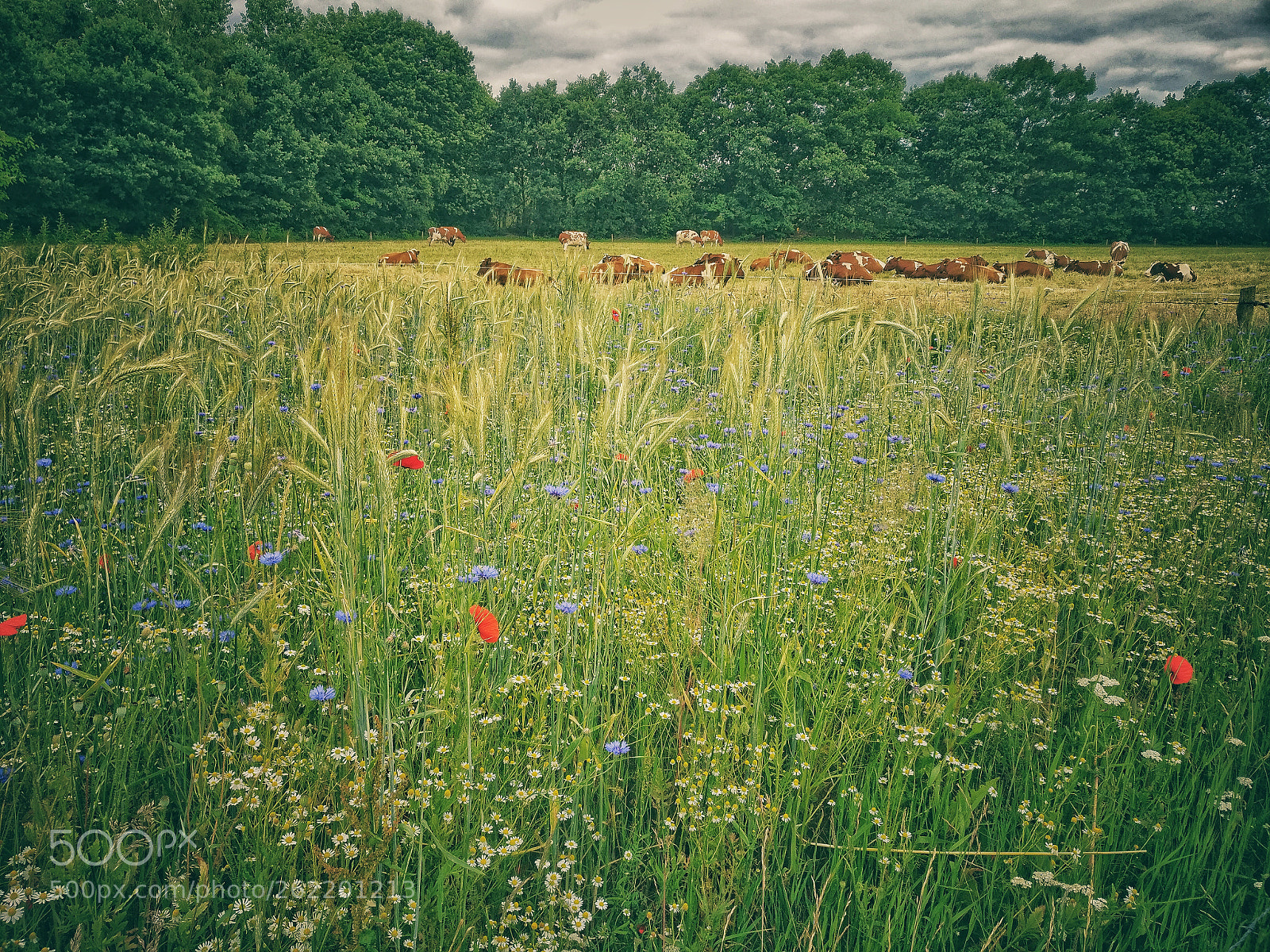 OnePlus A3003 sample photo. Dutch field photography
