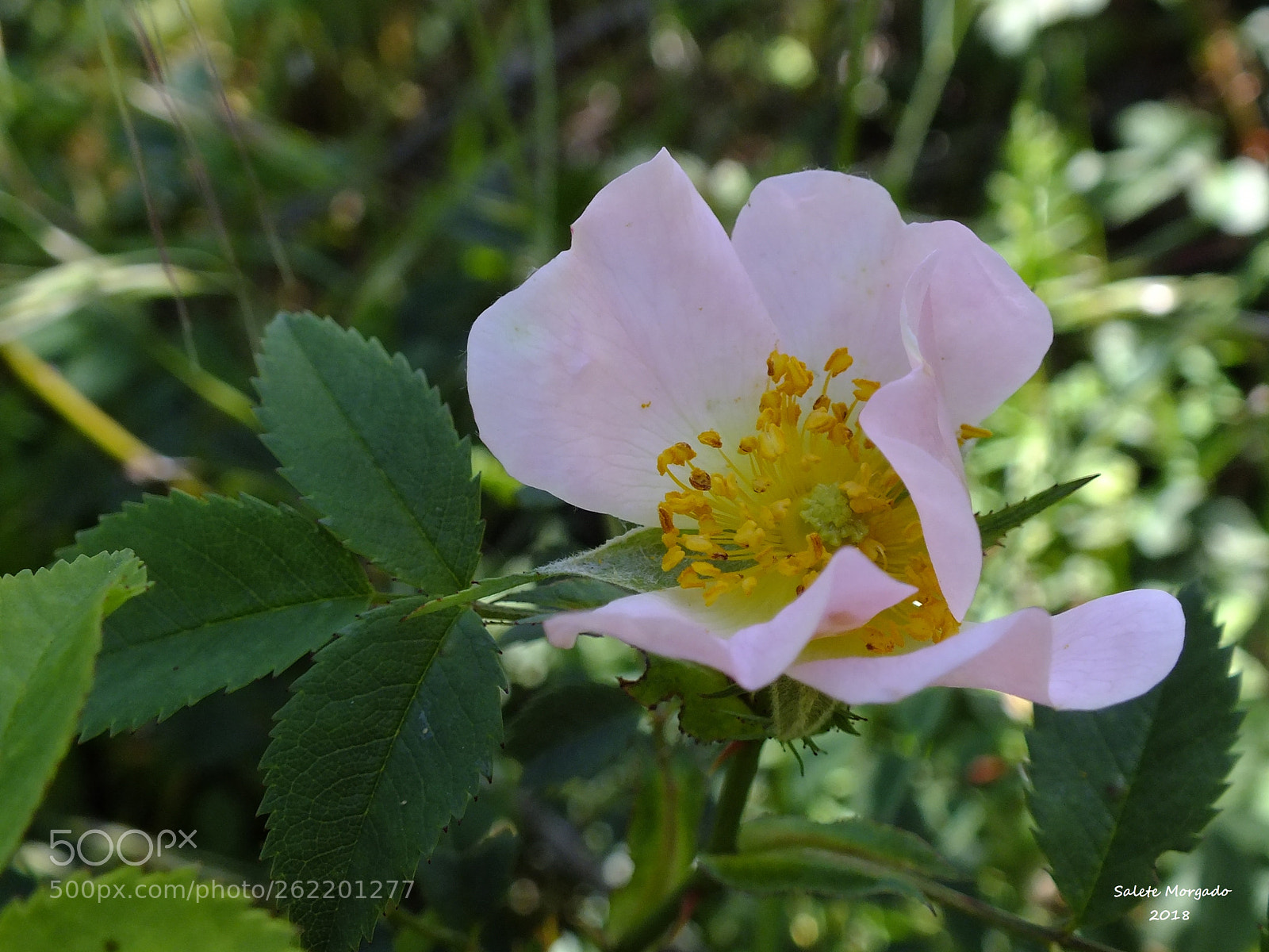 Fujifilm FinePix HS30EXR sample photo. Rosa corymbifera photography