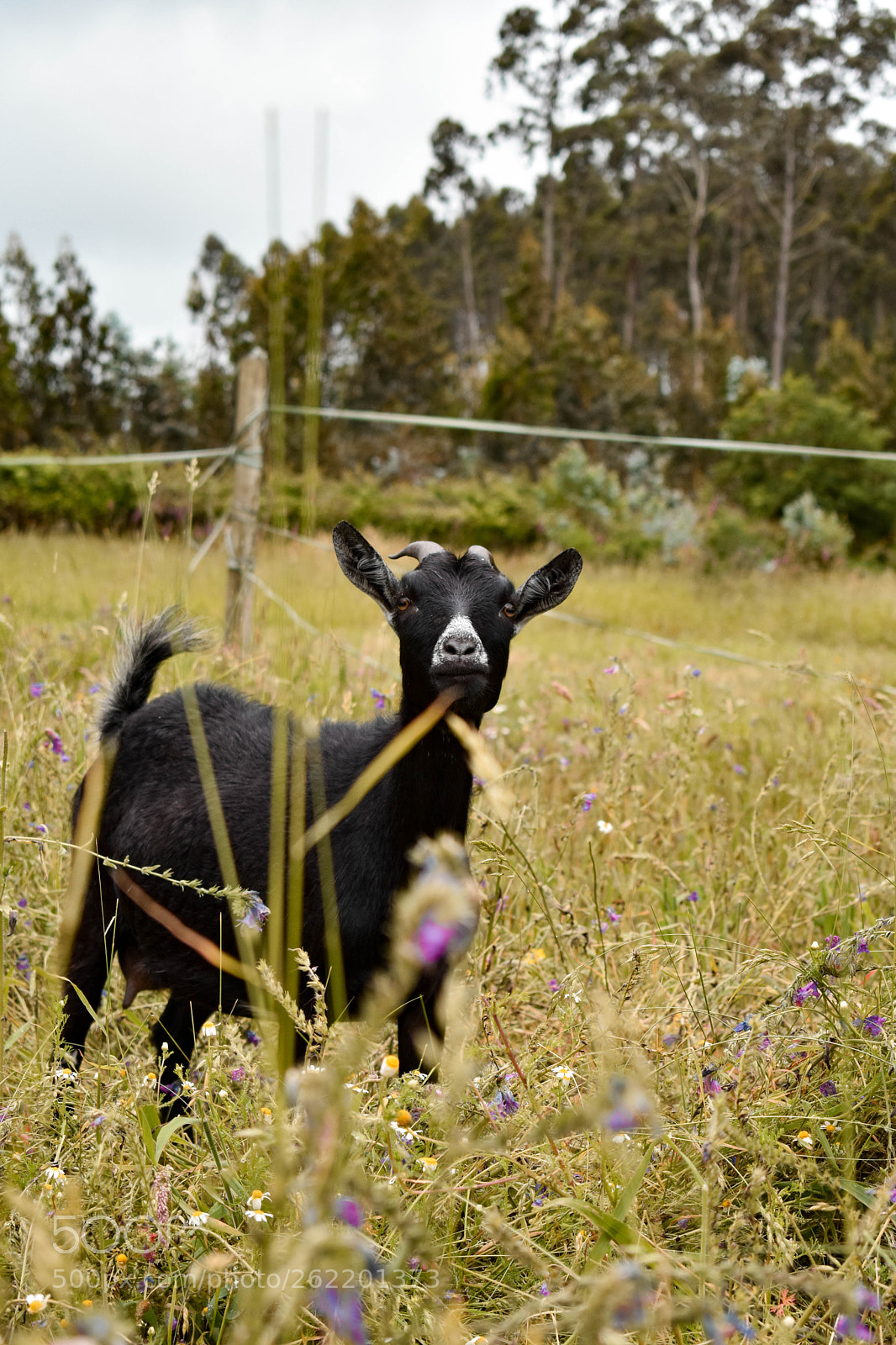 Nikon D3400 sample photo. Curious goat photography
