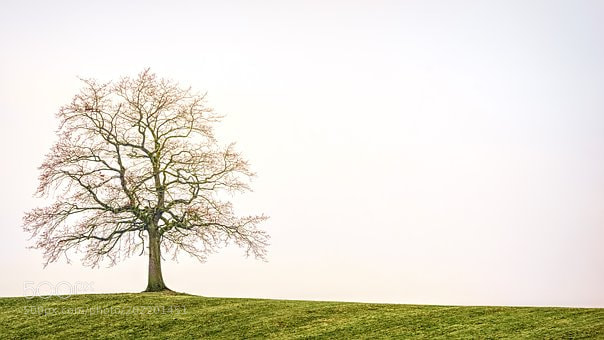 Sony a7 sample photo. Tree photography