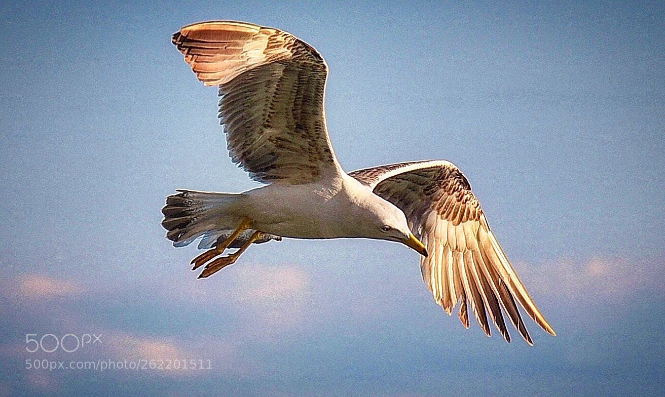 Nikon D750 sample photo. Seagull in flight  photography