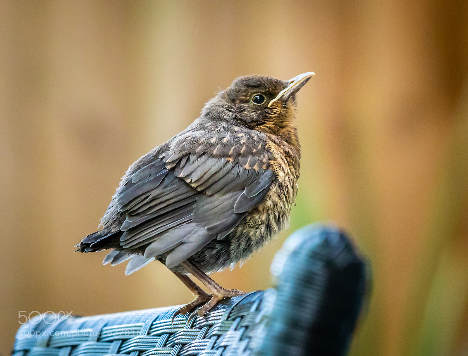 Canon EOS 5D Mark IV sample photo. Fledgling blackbird photography