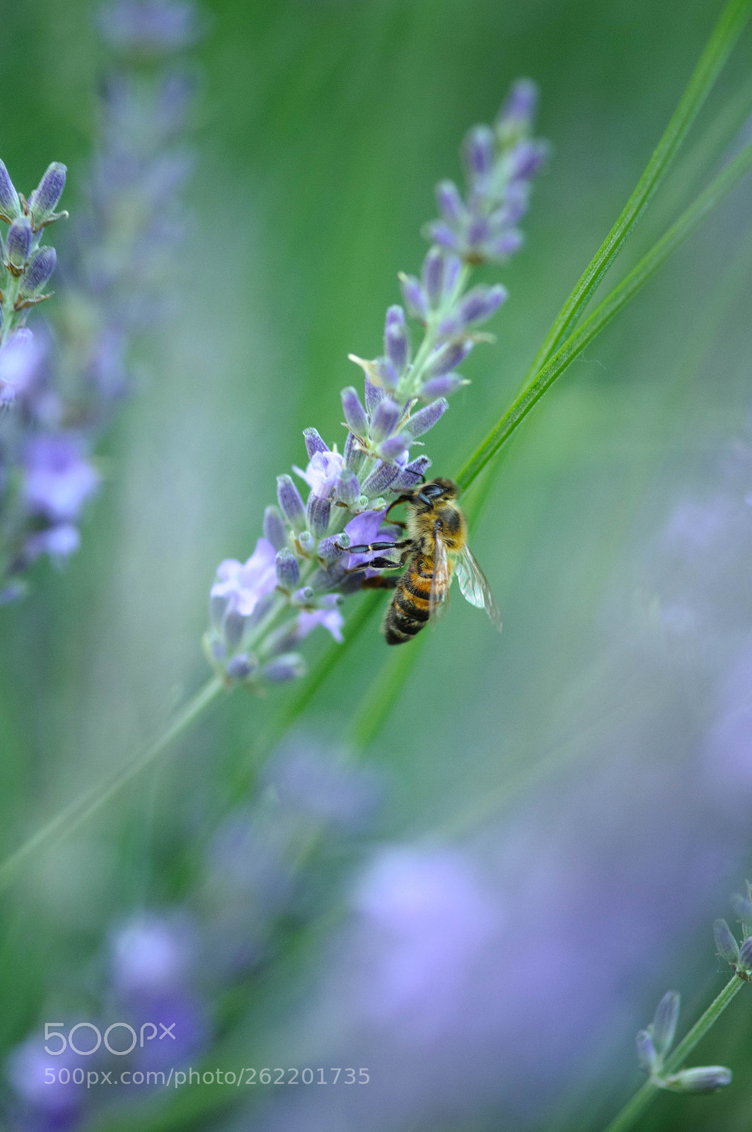 Nikon D300 sample photo. пчела photography
