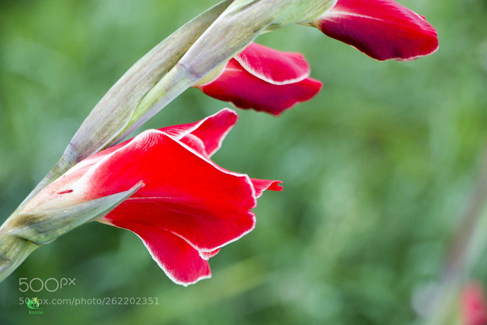 Canon EOS 70D sample photo. Lady in red photography