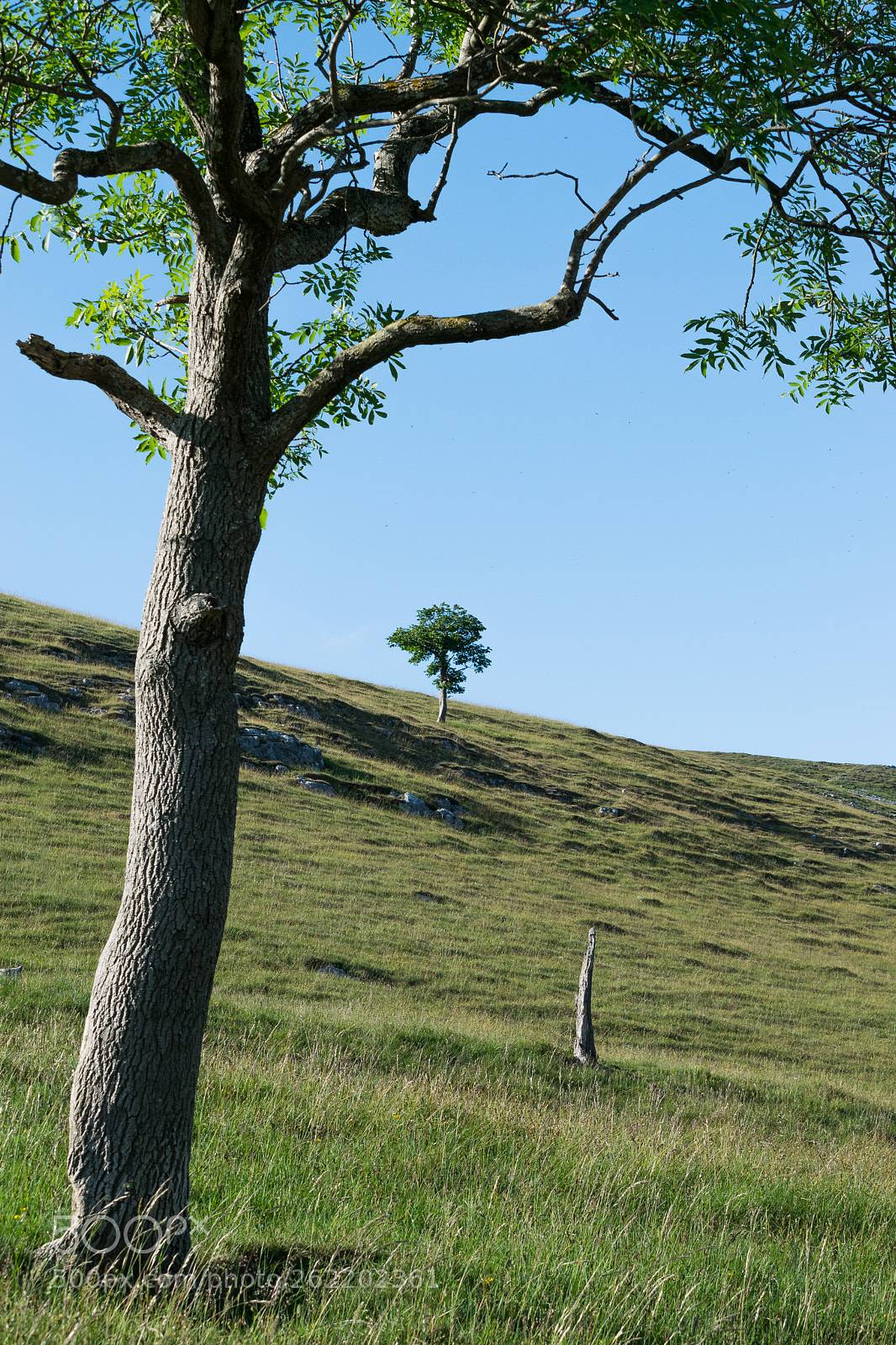 Nikon D5300 sample photo. Tree line photography