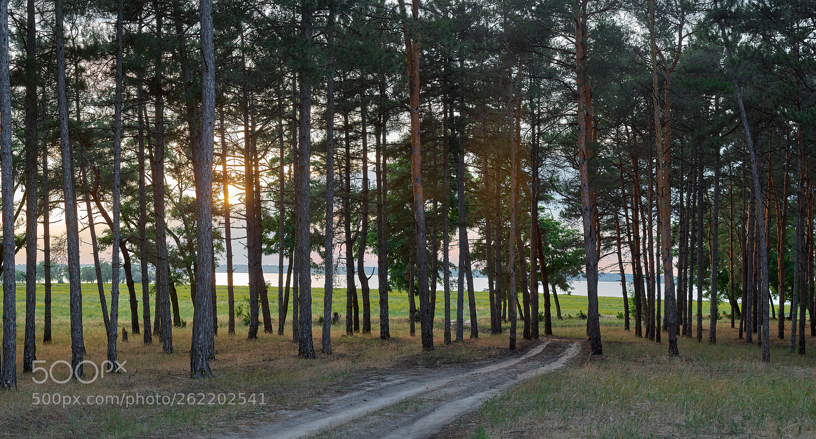 Pentax K-30 sample photo. Forest view photography
