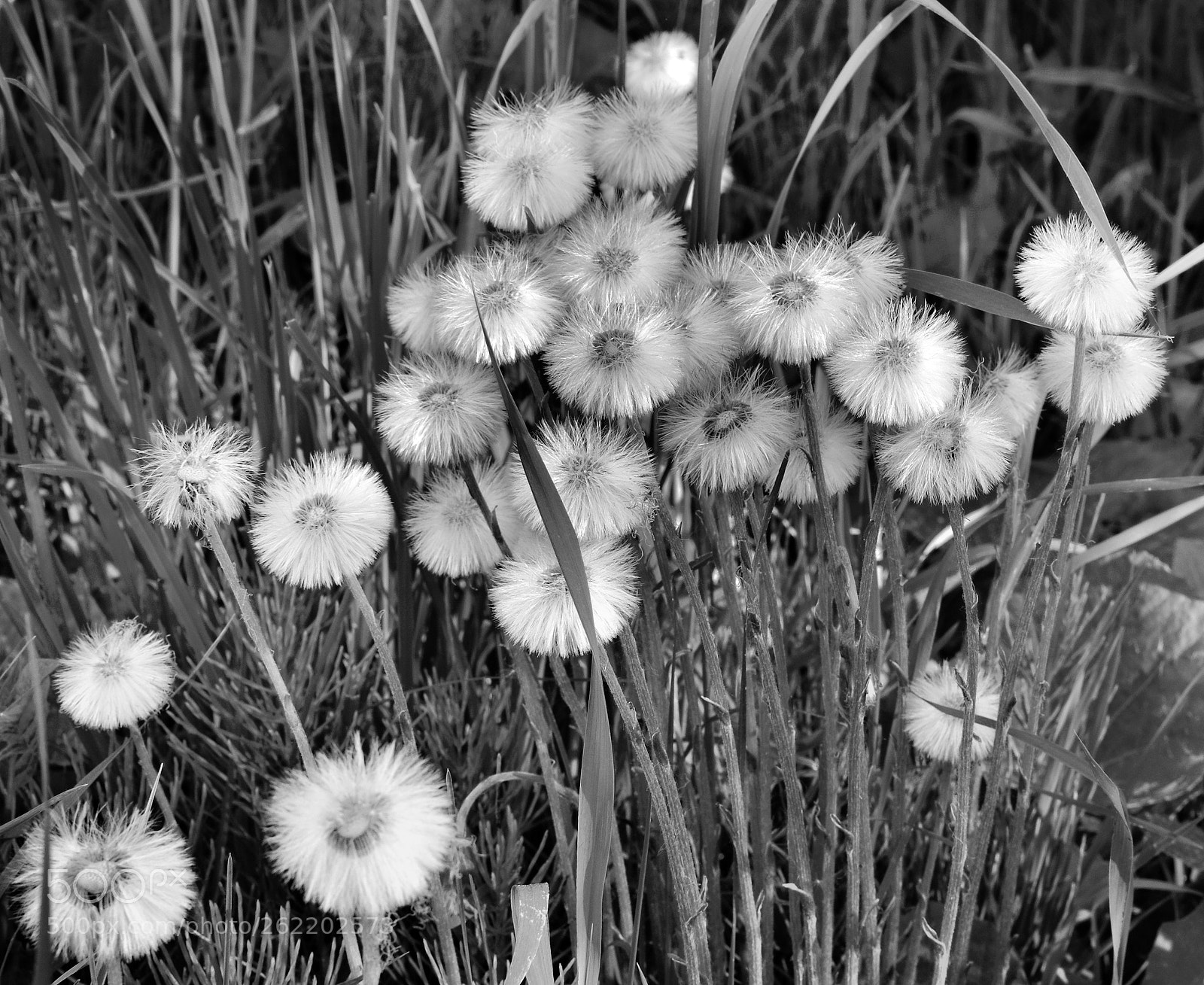 Nikon D5300 sample photo. Dandelion fluff black white photography