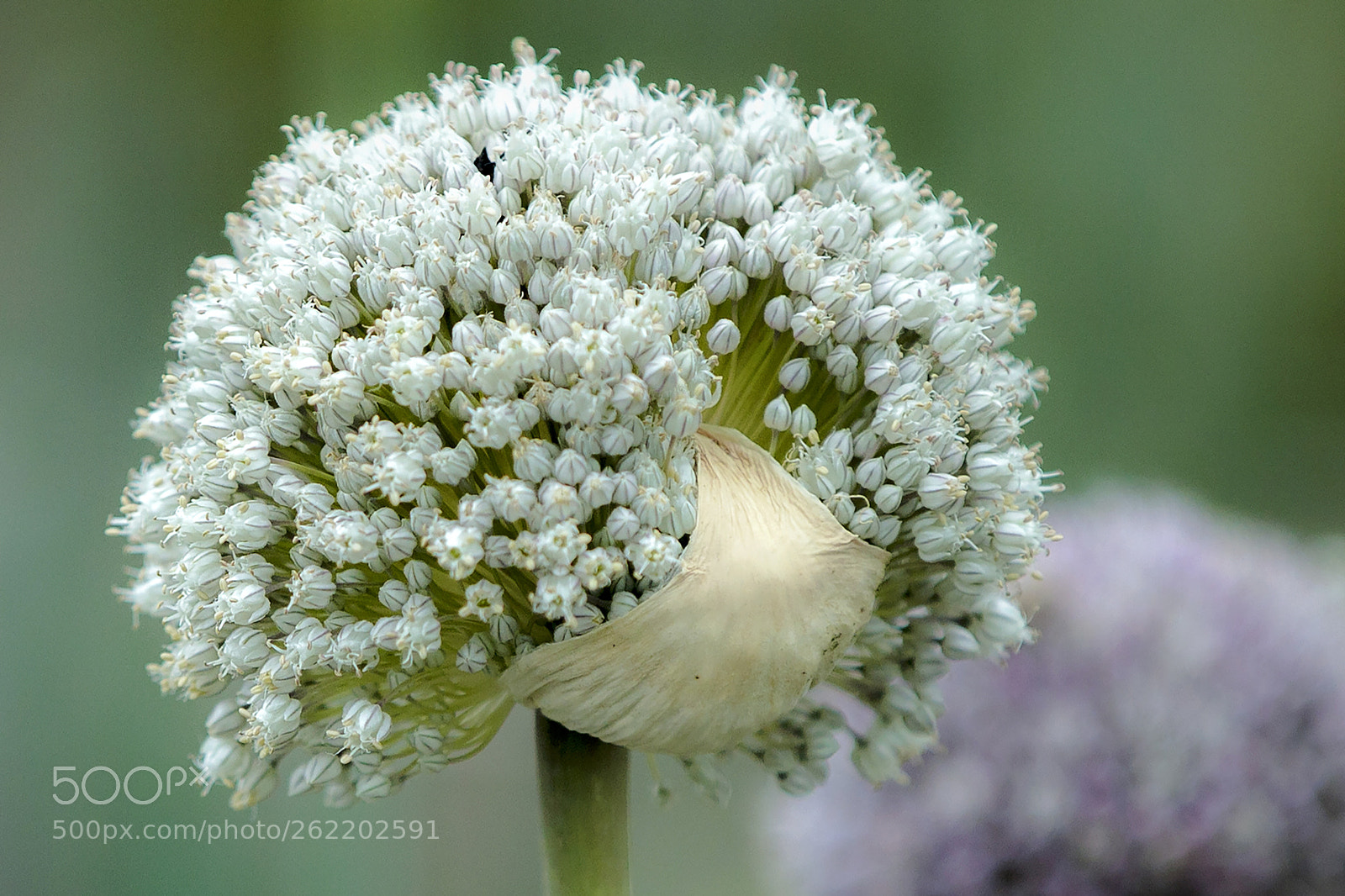 Canon EOS 5D Mark II sample photo. Nature's work of art photography