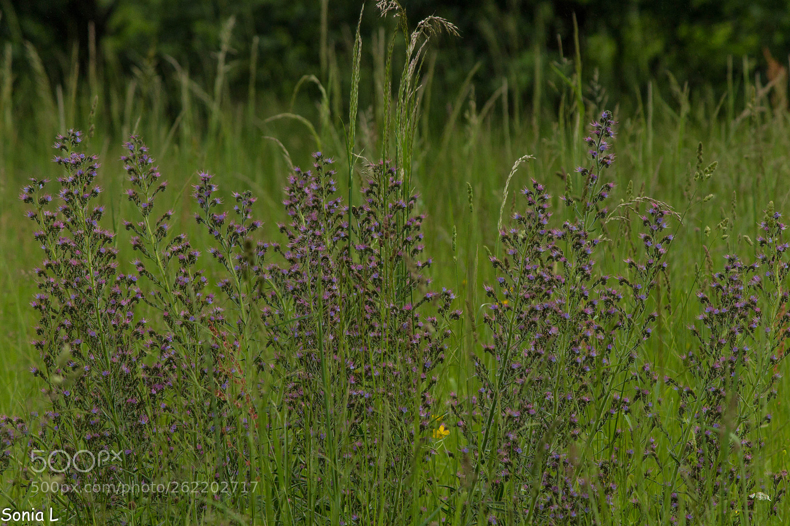 Canon EOS 1100D (EOS Rebel T3 / EOS Kiss X50) sample photo. Flores silvestres photography