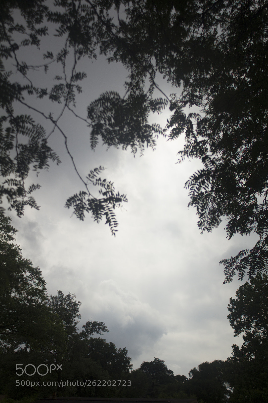Canon EOS 1200D (EOS Rebel T5 / EOS Kiss X70 / EOS Hi) sample photo. Black leaves, white sky. photography