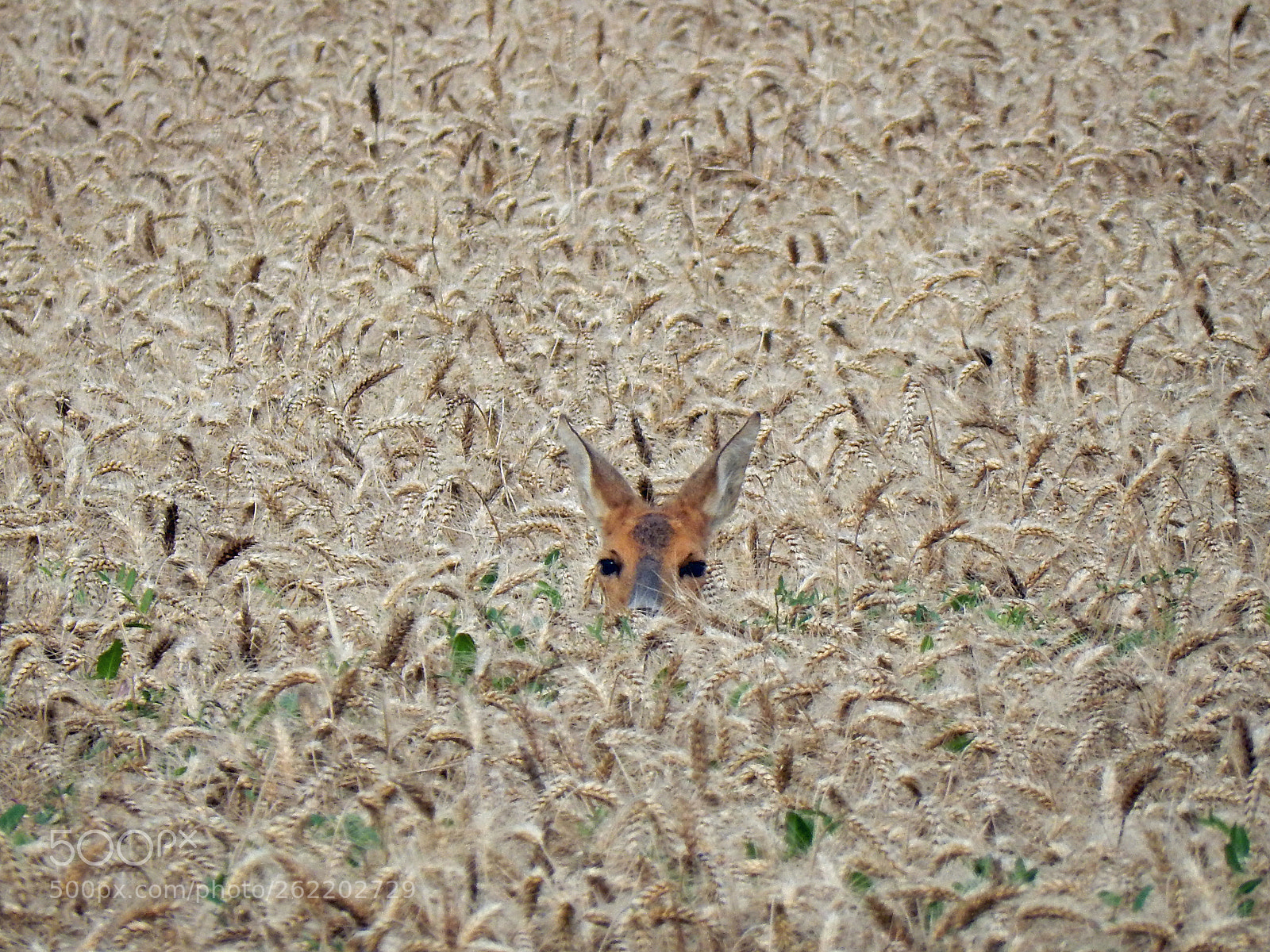 Nikon Coolpix S9900 sample photo. Deer in a cornfield photography