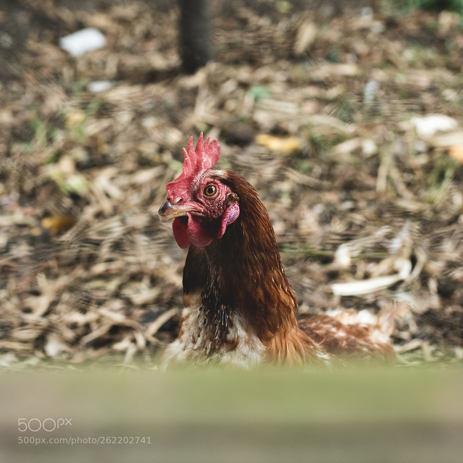 Sony a7S II sample photo. Chicken portrait photography