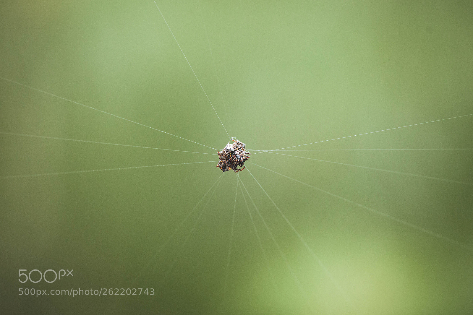 Canon EOS 5D Mark II sample photo. Spiderweb photography