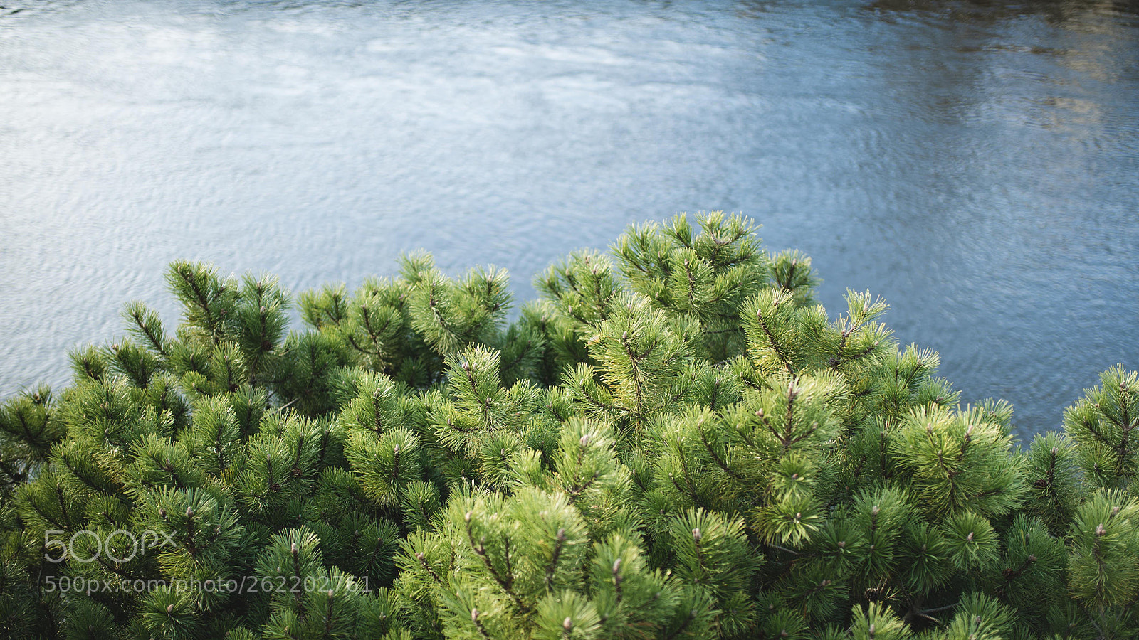 Sony a7S II sample photo. Tree photography