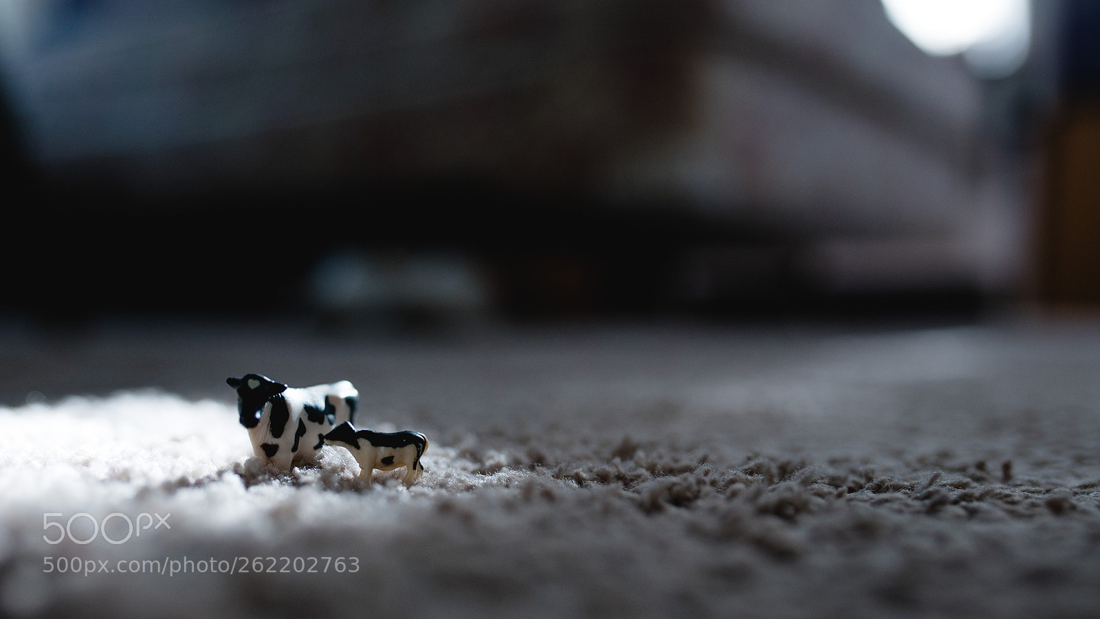 Sony a7S II sample photo. Little cow photography