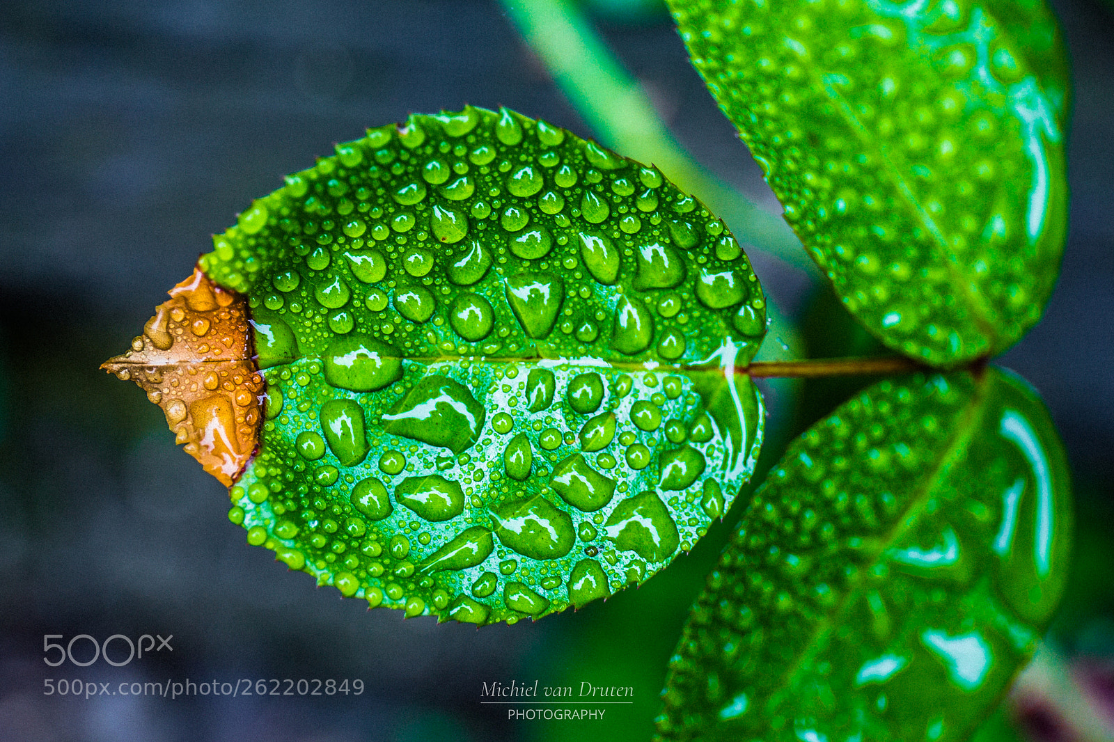 Canon EOS 6D sample photo. Green leave in the photography