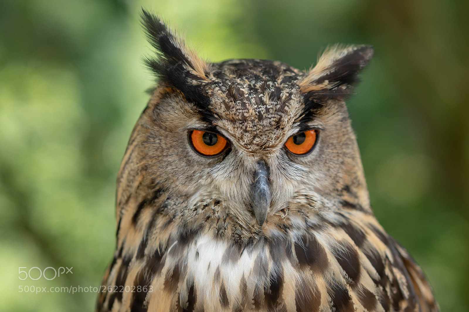 Sony a7 III sample photo. Eagle owl photography