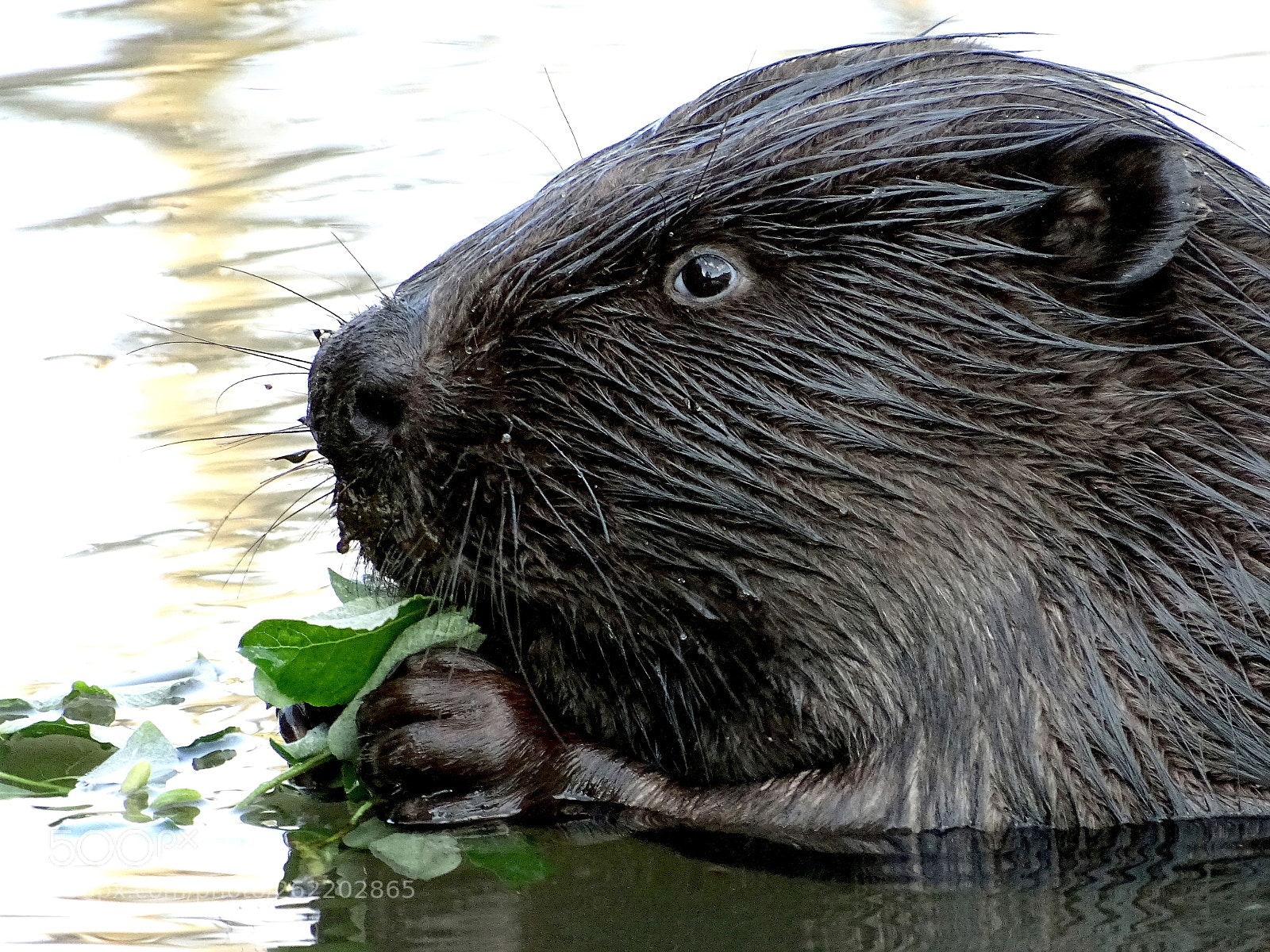 Sony DSC-HX400 sample photo. Beaver's lunchtime photography
