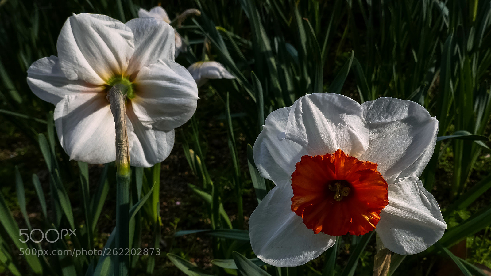 Panasonic Lumix DMC-ZS100 (Lumix DMC-TZ100) sample photo. Lr photography