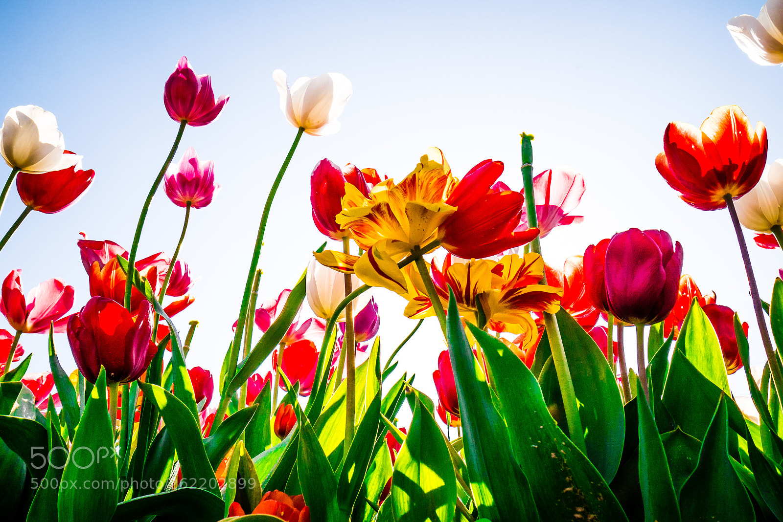 Panasonic Lumix DMC-GX7 sample photo. Dutch tulips photography