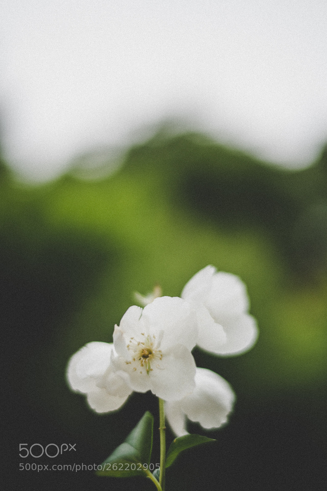 Sony a7R II sample photo. White and green photography