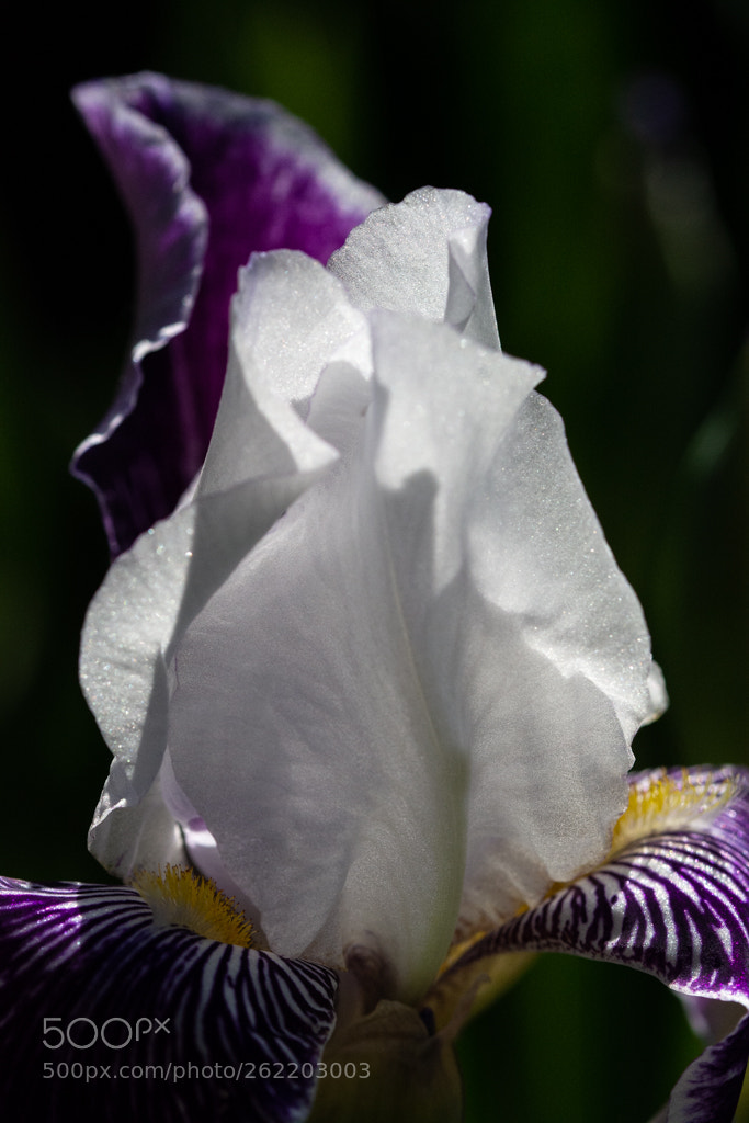 Nikon D7100 sample photo. Iris photography