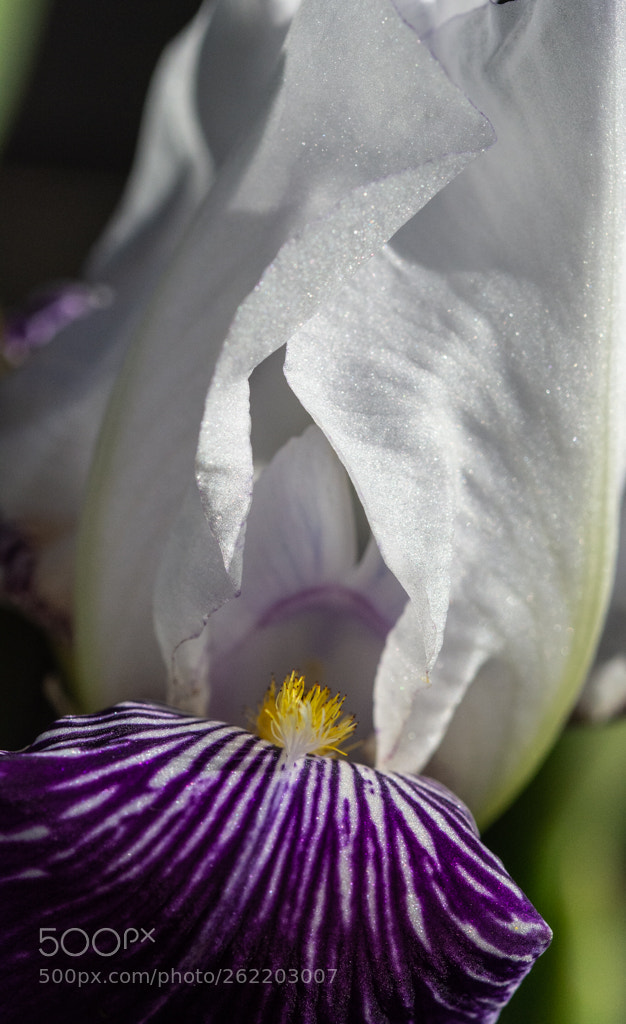 Nikon D7100 sample photo. Iris photography