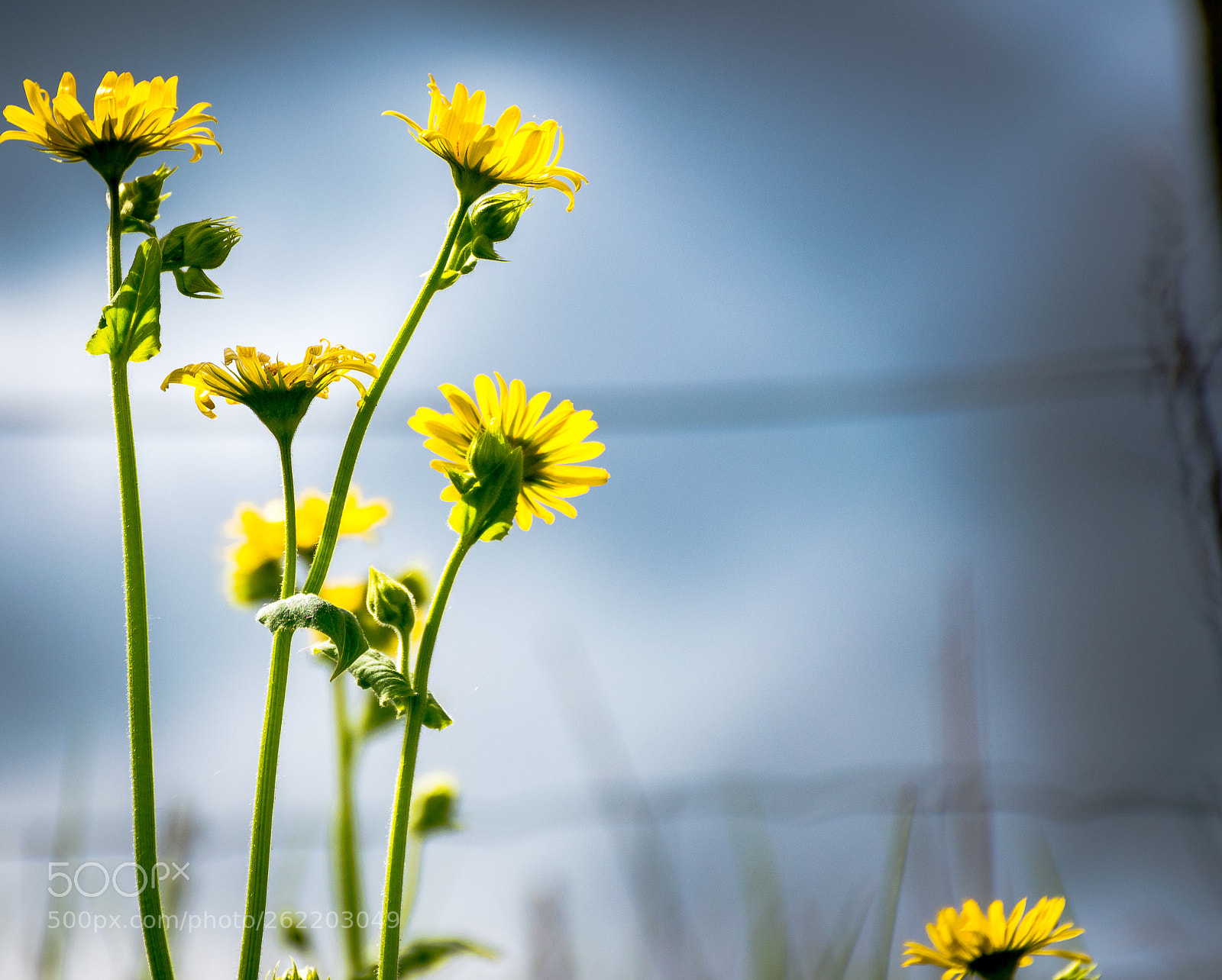Nikon D5500 sample photo. Nature paints the best photography