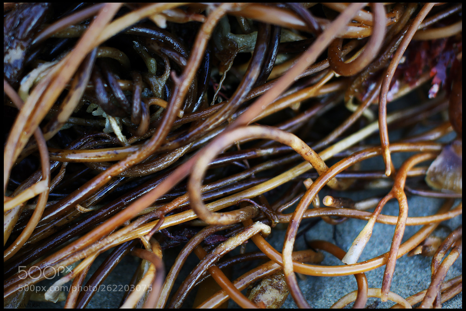 Canon EOS 5D Mark II sample photo. Ocean noodles photography
