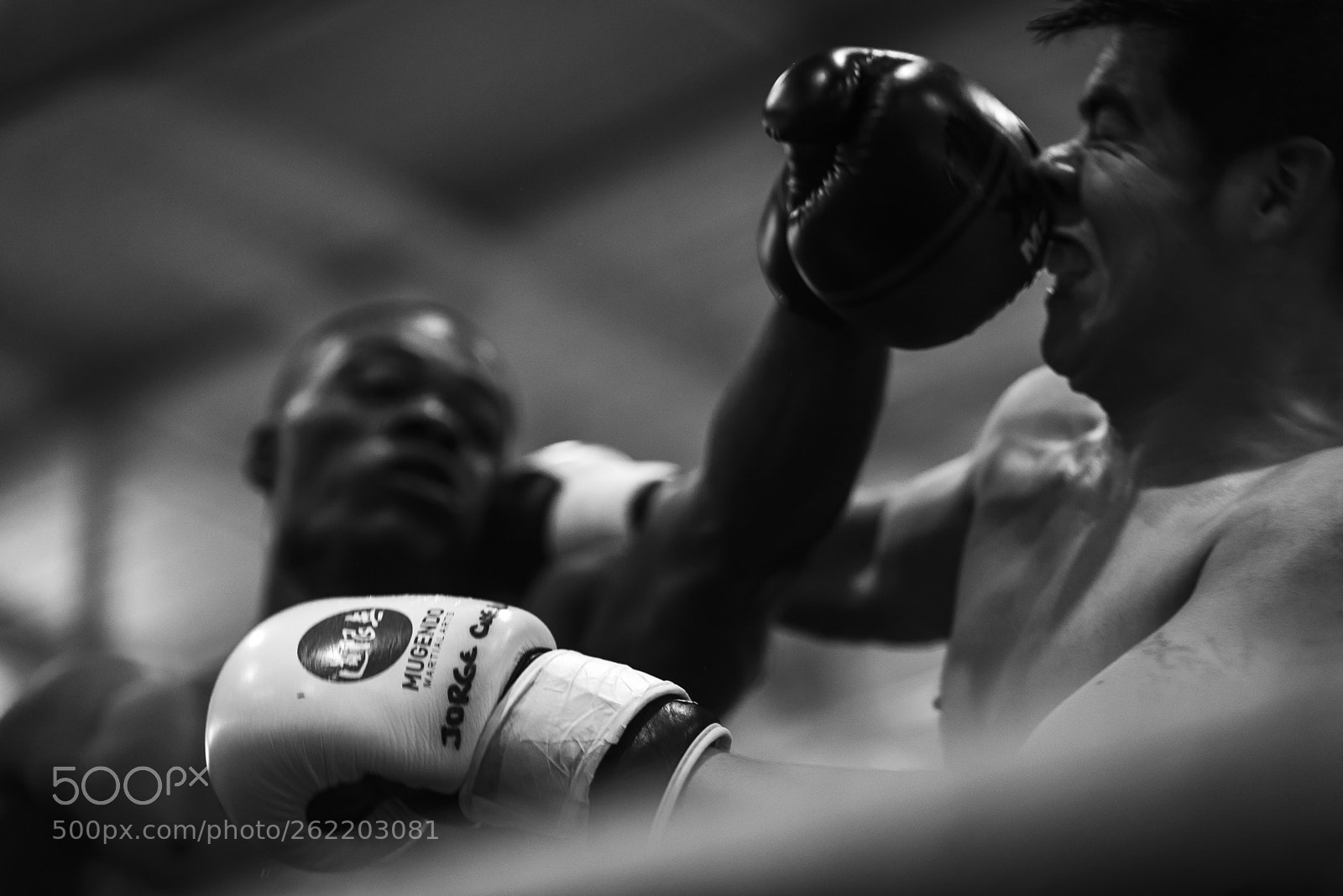 Nikon D750 sample photo. Boxing photography