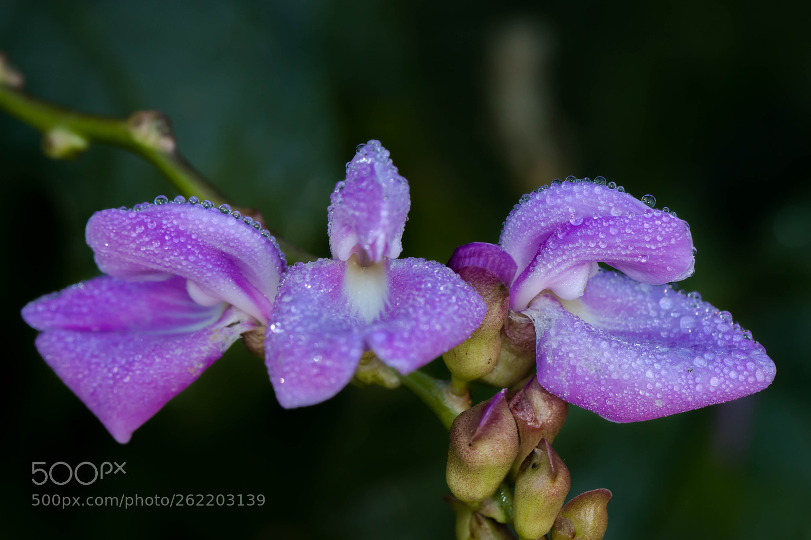 Canon EOS 80D sample photo. Three dewy flowers photography