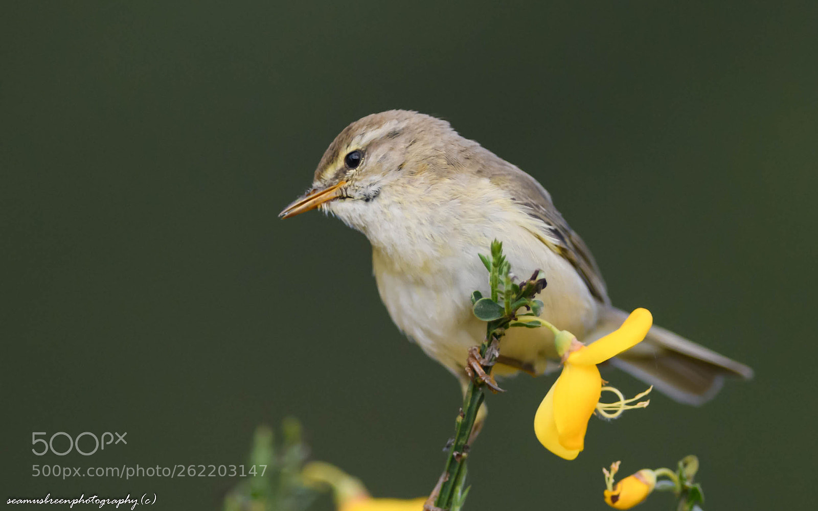 Nikon D850 sample photo. Warbler photography