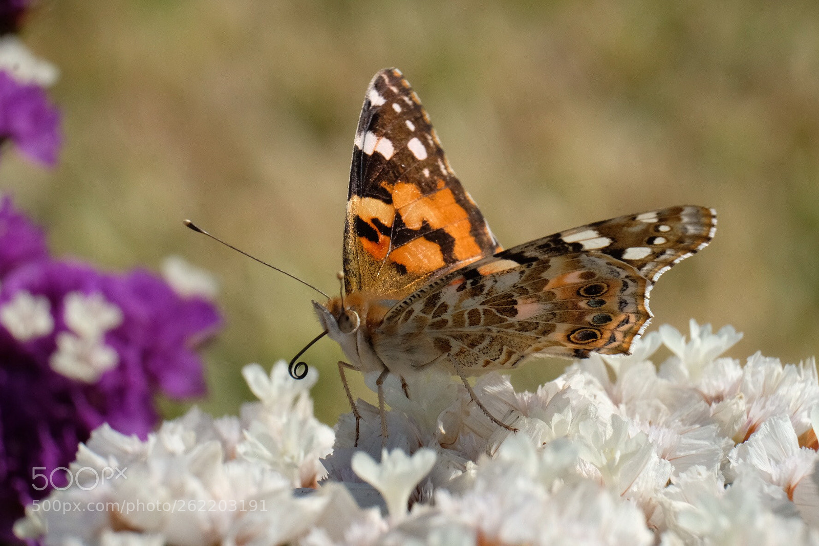 Fujifilm X-T2 sample photo. Butterfly photography