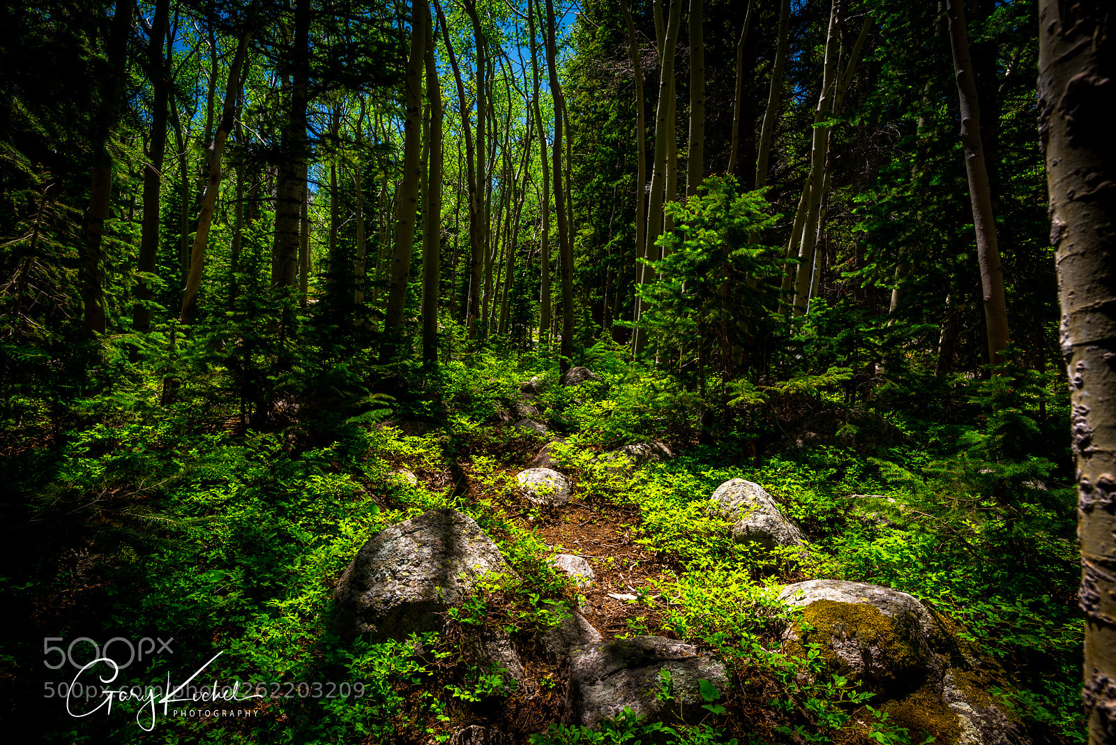 Nikon D750 sample photo. Forest tranquility photography